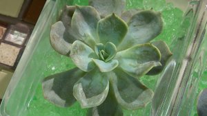 "Удачная среда" - размнозжение эхеверии (Бийское телевидение)