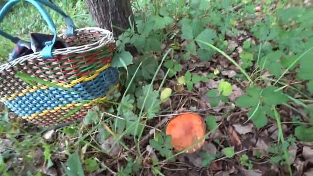 В лес по грибы и по малину 13 июля 2023 смотреть онлайн