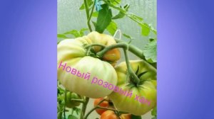 Коллекционные томаты. Обзор 5