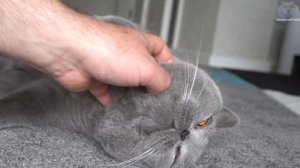 The Loudest Purr Ever? - Massive Cat Loves Brushing