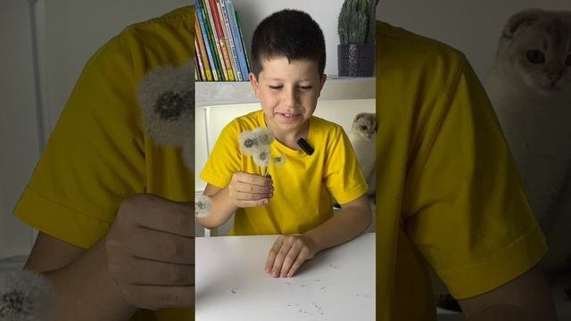 Чем может удивить одуванчик?