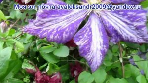 25 07 23г  Моя коллекция  Клематис сорта «Тай Дай»