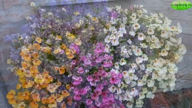 ТОП-30 НЕПРИХОТЛИВЫХ РАСТЕНИЙ ДЛЯ БАЛКОНА #BALKON_FLOWERS #ЦВЕТУЩИЕ #БЕГОНИЯ #oldenburgru#140