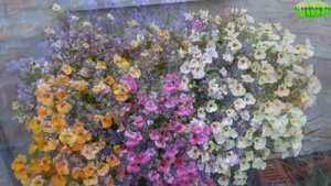 ТОП-30 НЕПРИХОТЛИВЫХ РАСТЕНИЙ ДЛЯ БАЛКОНА #BALKON_FLOWERS #ЦВЕТУЩИЕ #БЕГОНИЯ #oldenburgru#140