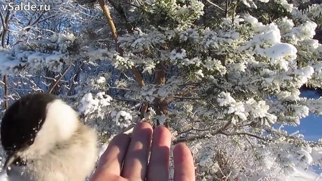 Удивительный мир зимней природы смотреть онлайн