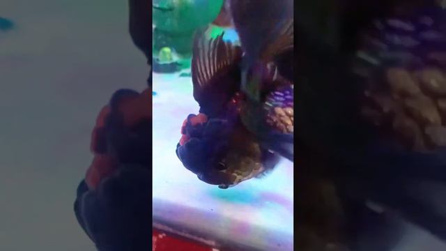 Aquarium fishes 4k #shortvideo #fish #fightingfish #aquarium #bettasplendens смотреть онлайн