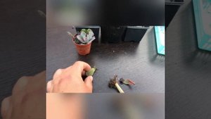 Размножение суккулентов листом.