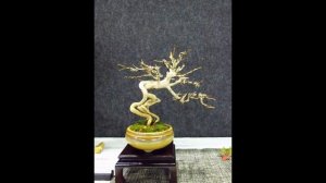 Punica granatum bonsai