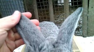 Кролики породы Фландр //часть 1//Жизнь в деревне !!!