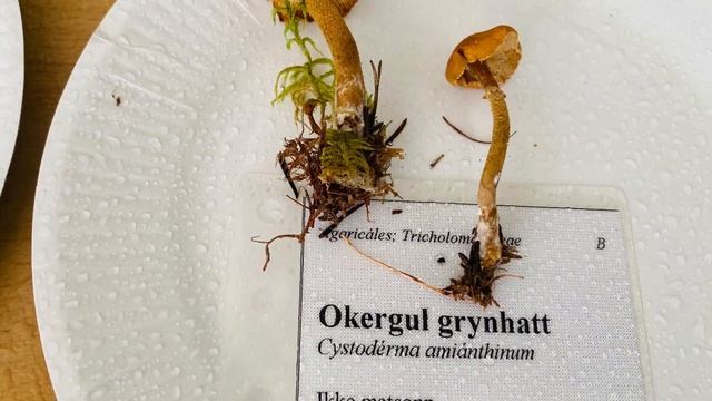 Грибная экзотика в Норвегии. Выставка грибов, лес, дендропарк. смотреть онлайн