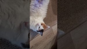 КОШКА после стерилизации/? Лучший метод- внутренние швы/my cat