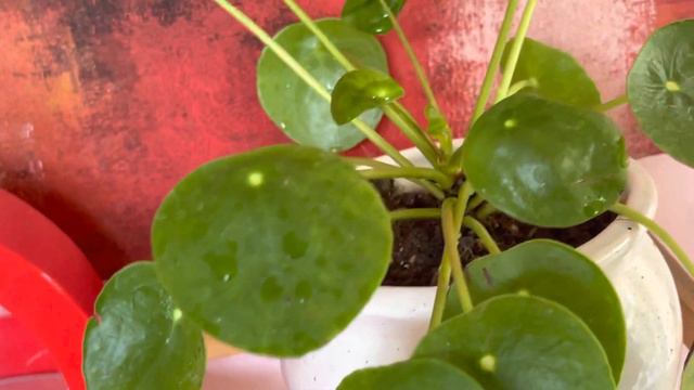How to grow & care Pilea Peperomoides or Chinese Money Plant| Feng Shui lucky houseplant for home|☘