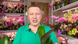 ОРХИДЕИ БЕЗ КОРНЕЙ после куркумы посадили / орхидеи в кокосовых чипсах с керамзитом или корой
