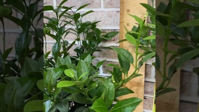 Пурша/ Citrus limetta Pursha смотреть онлайн