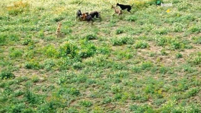 Interesting shots of fox hunting with the Moroccan dog Sloughi смотреть онлайн