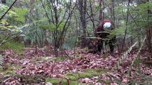 В лісі повно грибів та ягід, хоч розірвись...