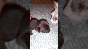 знакомство щенка чихуахуа с кошкой