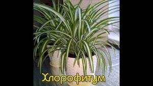 Эти комнатные цветы принесут семейное счастье и благополучие