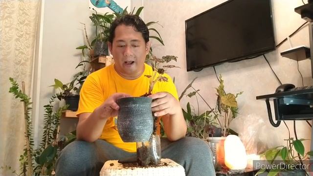 Begonia Bowerae смотреть онлайн