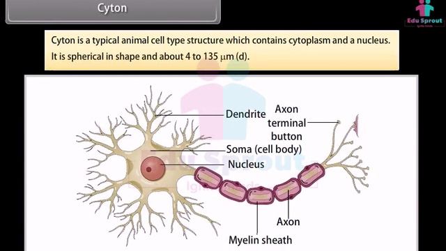 ? CBSE Class 10 SCIENCE Lesson 4 - Control And Coordination - Part1 | CBSE | NCERT | State Board |?