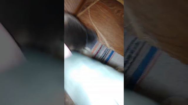 Американская акита- Бэлла))) не видела меня час, встречает# смотреть онлайн