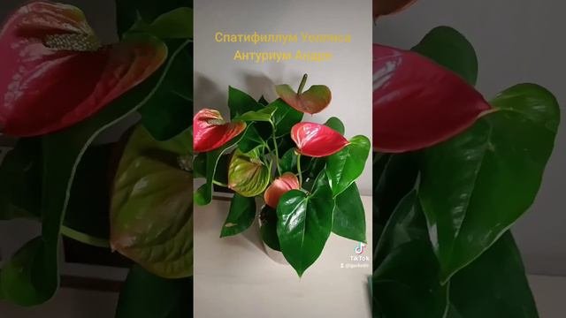 Растения - символы женского и мужского счастья.