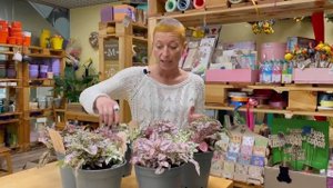 Гипоэстесы во всей красе - яркие и неприхотливые. Как ухаживать за гипоэстесом