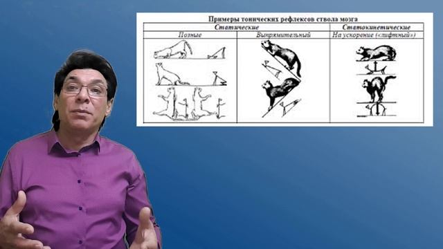 Ствол мозга | Статические и стато-кинетические рефлексы | Средний мозг | Мозжечок. Физиология |