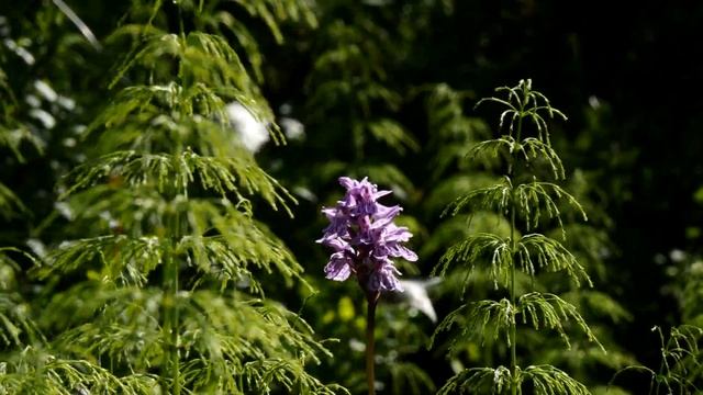 Растения Кольского полуострова. Ятрышник. Наша северная орхидея. смотреть онлайн