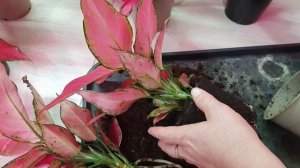 Аглаонема Черри бэйби, Черри берри, Черри стар....