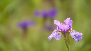 ТОП СОРТОВ И ВИДОВ ИРИСОВ. Подойдут для всех, даже для Сибири!