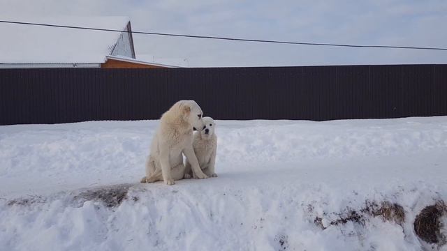 Среднеазиатские овчарки питомника Тимерташ www.timertash.ru смотреть онлайн