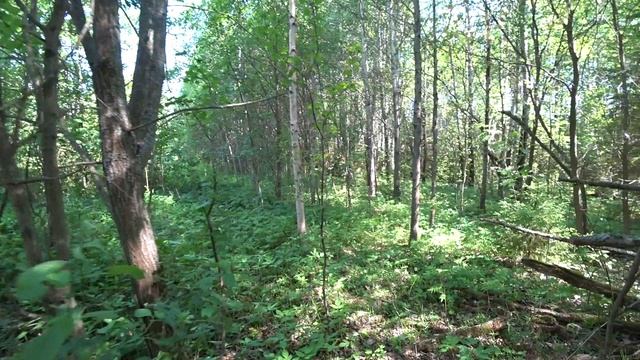 Поход по грибы 23 июня 2023 смотреть онлайн