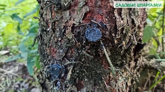 Ель: санитарная обрезка смотреть онлайн