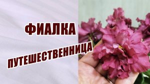 Фиалки зимой. Как довезти фиалку. Мой первый опыт. Фиалка путешественница.