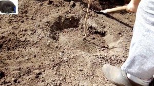 Как посадить сливу.  Посадка сливы весной саженцами в открытый грунт