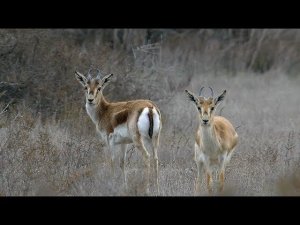 Джейран (Gazella subgutturosa)