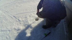 ЗИМНЯЯ РЫБАЛКА НА СУДАКА! Судак, щука, лещ в верховьях Обского водохранилища