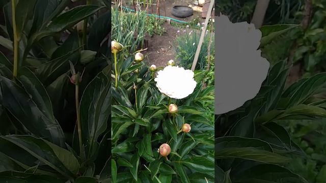 пион кундрет смотреть онлайн