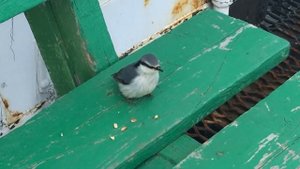 Поползень ест с рук.