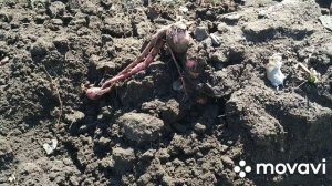 Батат - уборка урожая 2021, сорт Бакинский