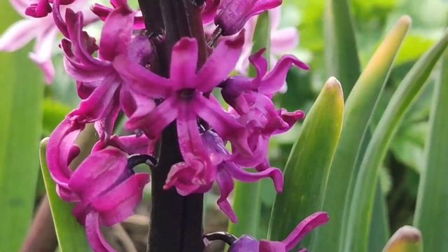 28.05.22 Дача,ч.4 Тюльпаны сорт Ночной Дозор.Ждем цветения сирени смотреть онлайн