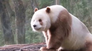 большая коричневая панда  -  в природе проживает не более 300 особей