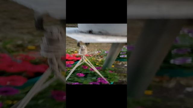 Петунии после стрижки