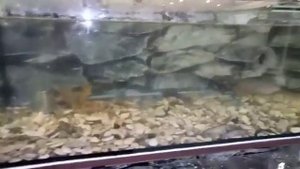 Разведение австралийского рака. Австралийский рак. Осетр.Начало