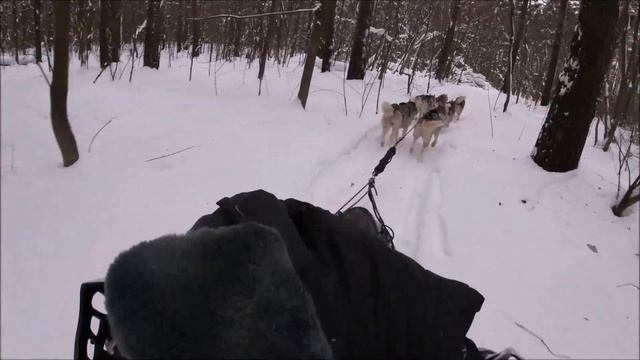 Нарты для собак. Нарта Шаман