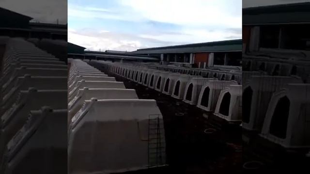 Как содержать маленьких телят. Продажа телят, коров, нетелей, быков, бычков. смотреть онлайн