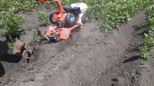 Окучивание картофеля с помощью полольников с ушастым окучником!