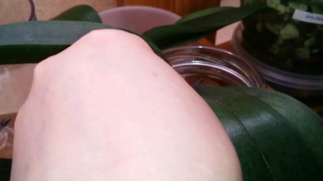 Реанимация ОРХИДЕЙ..над водой.полным ходом?11.03.2020 смотреть онлайн