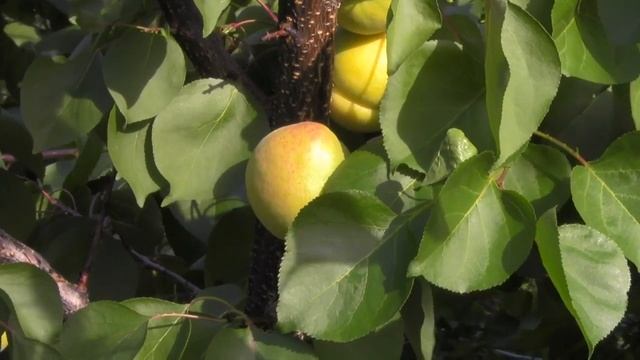 Крупный абрикос вкусный абрикос. Сорт НЖА 19